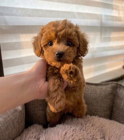 Disponibile cucciolata di barboncini, barboncino e barboncine