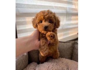 Disponibile cucciolata di barboncini, barboncino e barboncine
