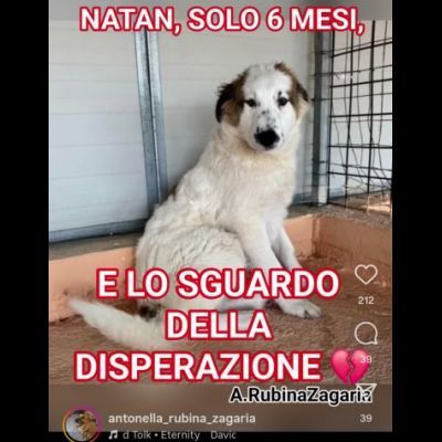 NATAN MERAVIGLIOSO CUCCIOLO IN ADOZIONE
