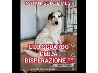 NATAN MERAVIGLIOSO CUCCIOLO IN ADOZIONE