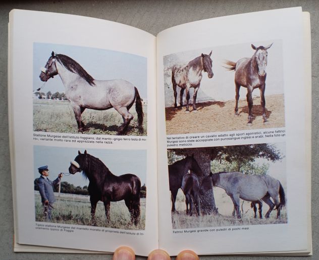 Il Murgese, G. Buonavolontà – M. Silvestrelli, Edizioni Equestri 1986. - Foto 8