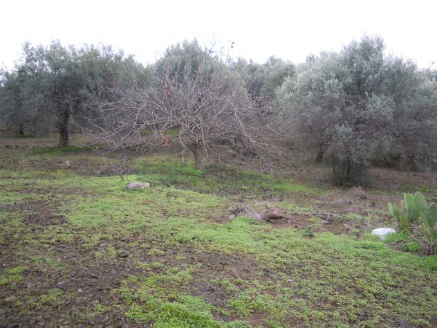 CODICE 6806 TERRENO AGRICOLO 8.600 MQ A BELPASSO POSS. ACQUA E LUCE - Foto 9
