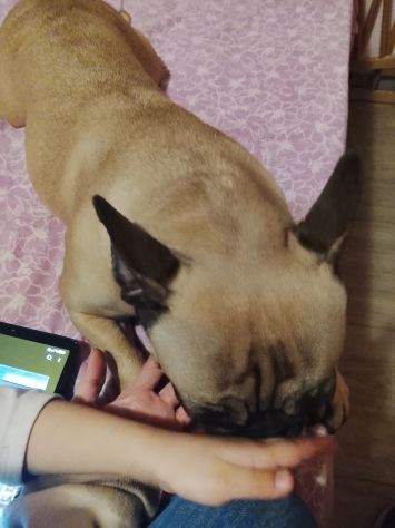 Cucciolona di bulldog Francese - Foto 4