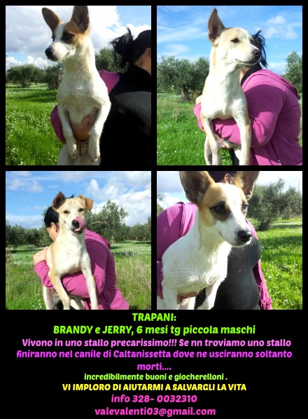 Cani in cerca di casa - Foto 2