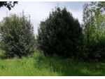 Immobile in asta di 13172 m² in vendita a Treviso