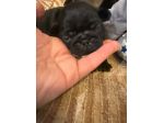 Cuccioli maschietti di Carlino