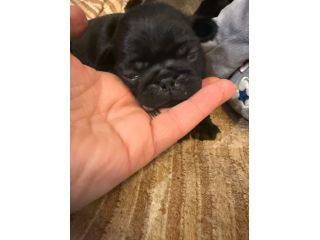 Cuccioli maschietti di Carlino