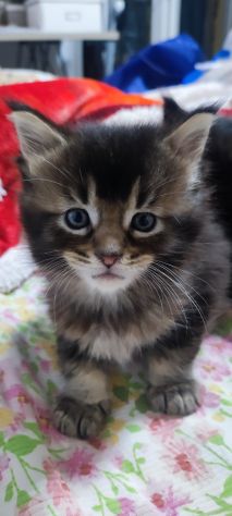 Maine coon - Foto 2