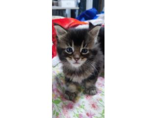 Maine coon