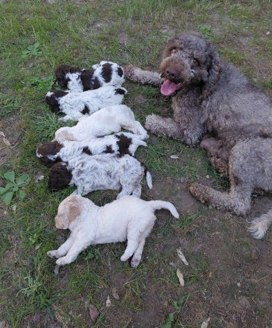 Lagotto romagnolo da tartufo