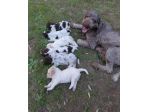 Lagotto romagnolo da tartufo