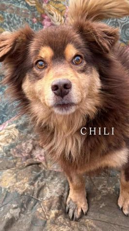 CHILI, pelosone TAGLIA PICCOLA! - Foto 4