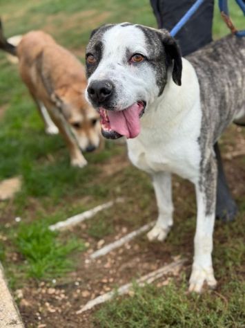 MAX CERCA ATTENZIONE, CHIEDE AMORE, CANE IN ADOZIONE TG MEDIA