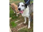 MAX CERCA ATTENZIONE, CHIEDE AMORE, CANE IN ADOZIONE TG MEDIA