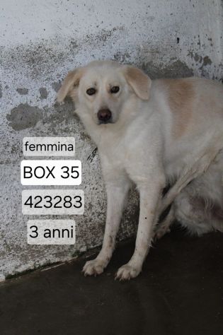 LEILA 3 ANNI taglia media - Foto 3