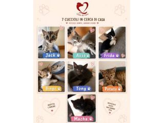 Gattini 3 mesi abbandonati