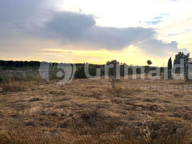 Uliveto in vendita a Gallipoli - Foto 17