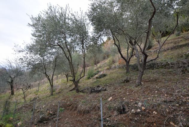 TERRENO AGRICOLO di 4807 mq (MONTEBELLUNA) rif. ZT38G_49 - Foto 9