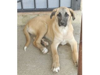 MOLLY, 8 MESI E MEZZO (13/01/26), ABBANDONATA SENZA RICHIESTE!!