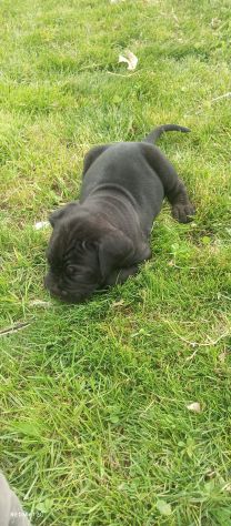 Cuccioli cane corso - Foto 3