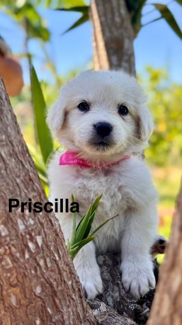 Cuccioli di maremmano - Foto 7