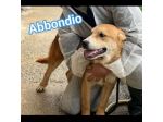 RODRIGO E ABBONDIO CUCCIOLI IN ADOZIONE