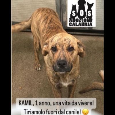ADAM e KAMIL CUCCIOLONI IN ADOZIONE, BUONI E SOCIEVOLI; SPAVENTATI DAL CANILE