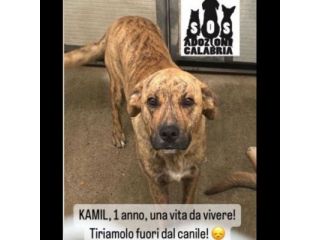 ADAM e KAMIL CUCCIOLONI IN ADOZIONE, BUONI E SOCIEVOLI; SPAVENTATI DAL CANILE