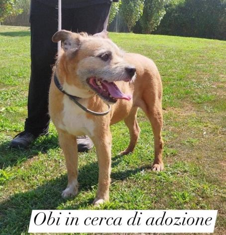 10anni, tranquillo, padrone deceduto prematuramente.Prov Pavia - Foto 3