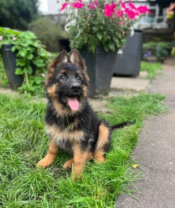 Cuccioli Pastore Tedesco maschi e femmine