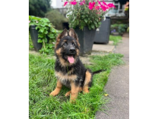 Cuccioli Pastore Tedesco maschi e femmine