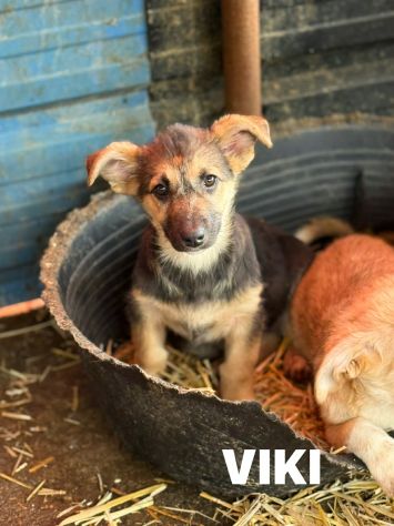 VIKY, buffissima cucciola ZAMPACORTA! Tg MEDIO PICCOLA - Foto 6
