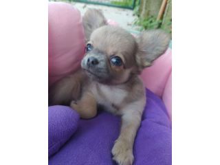 Chihuahua cucciolo maschietto pelo lungo