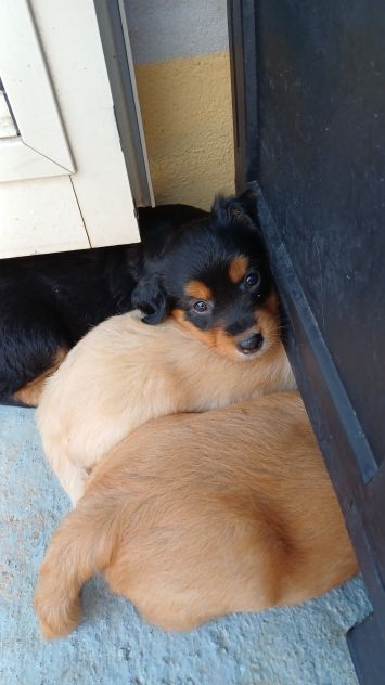 Regalo 3 cucciole - Foto 4