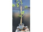Cactus Caudex Bonsai -  Bursera Fagaroides - RARA!