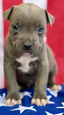 Amstaff cuccioli Blu - Foto 4