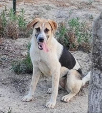Sofia 24mesi NESSUNO HA CHIAMATO,FINITA IN CANILE! CALABRIA