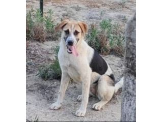 Sofia 24mesi NESSUNO HA CHIAMATO,FINITA IN CANILE! CALABRIA