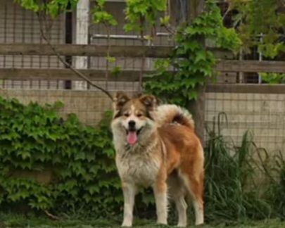 Simil Akitainu 18mesi BELLISSIMA ,ok gatti NAPOLI - Foto 3