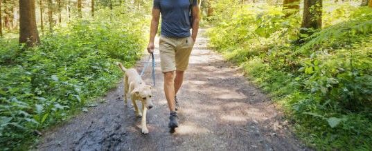 Dog sitter Dog walker Roma Centro Trastevere Prati