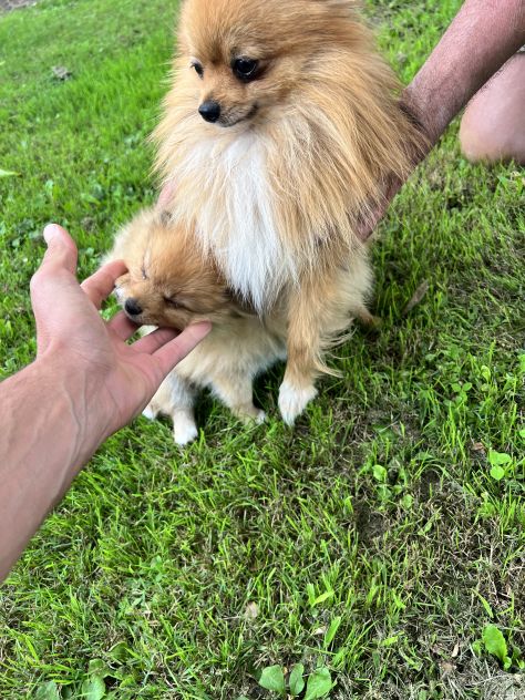 Cuccioli di Pomerania Toy - Foto 4