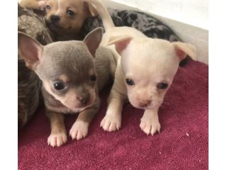 Chihuahua cuccioli