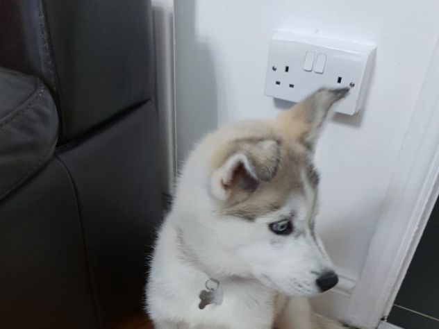 Regalo Cuccioli di siberian husky - Foto 3