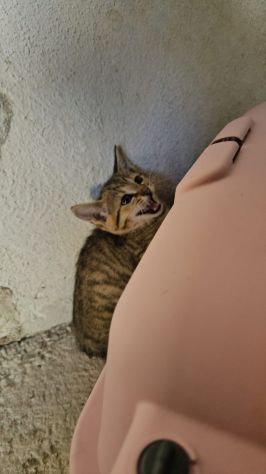 Potato: maschietto 3 mesi - Foto 3