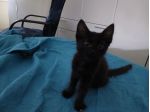 Gattina dolce e amichevole