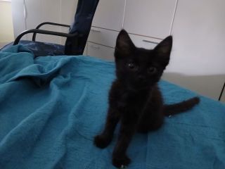 Gattina dolce e amichevole