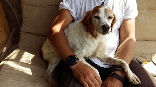 BERTA, cagnolina dolcissima - Foto 2