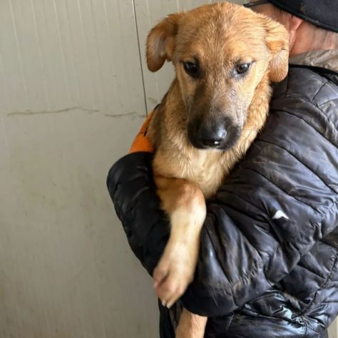 CUCCIOLI IN ADOZIONE : MOCKY GIOIOSO E CURIOSO TG MEDIA - Foto 5