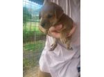 Romeo cucciolo