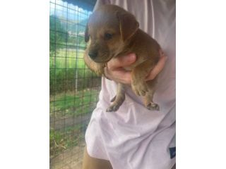 Romeo cucciolo